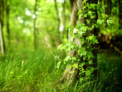 Vancouver Island Pet Crematorium