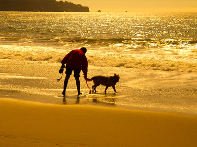 Pet death grief support